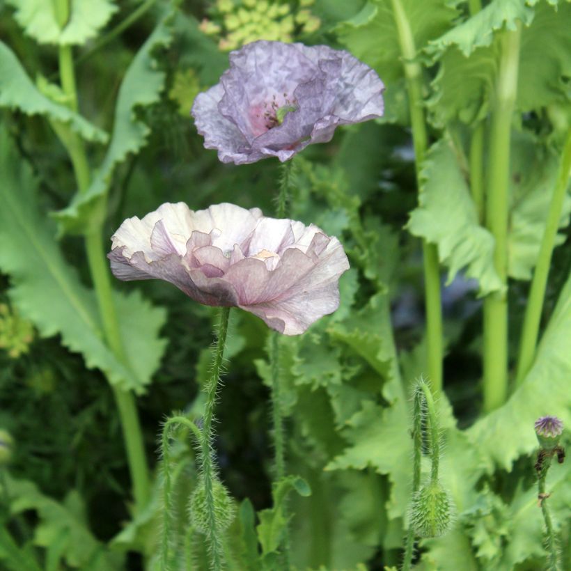 Graines de coquelicot Amazing Grey - Papaver rhoeas (Floraison)