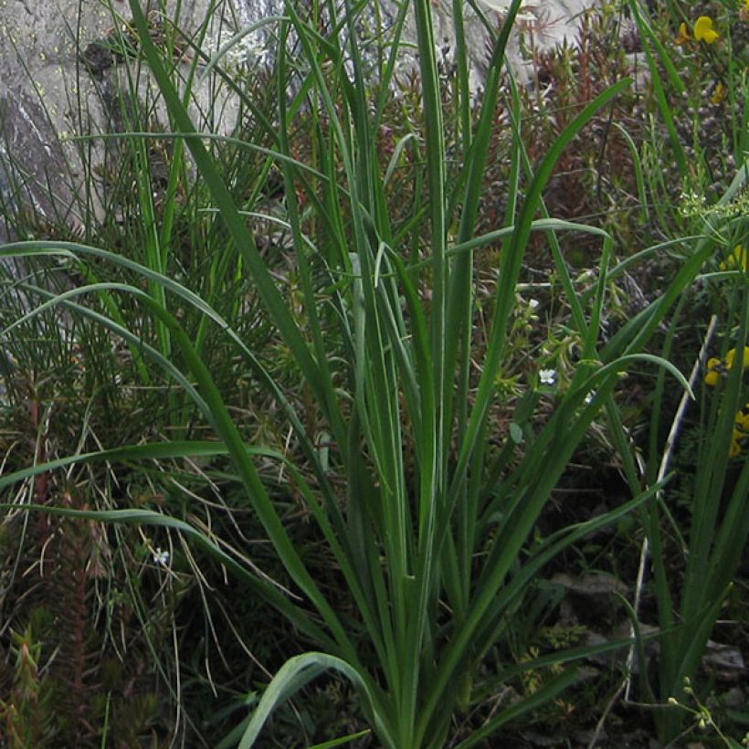 Paradisea liliastrum, Lis de Saint Bruno (Feuillage)