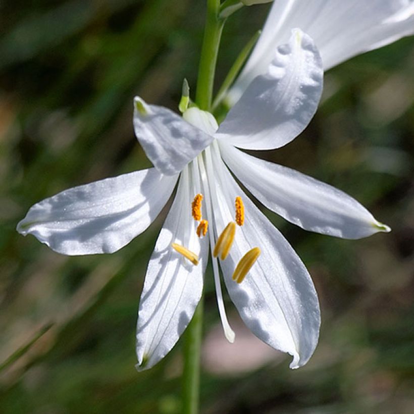 Paradisea liliastrum, Lis de Saint Bruno (Floraison)