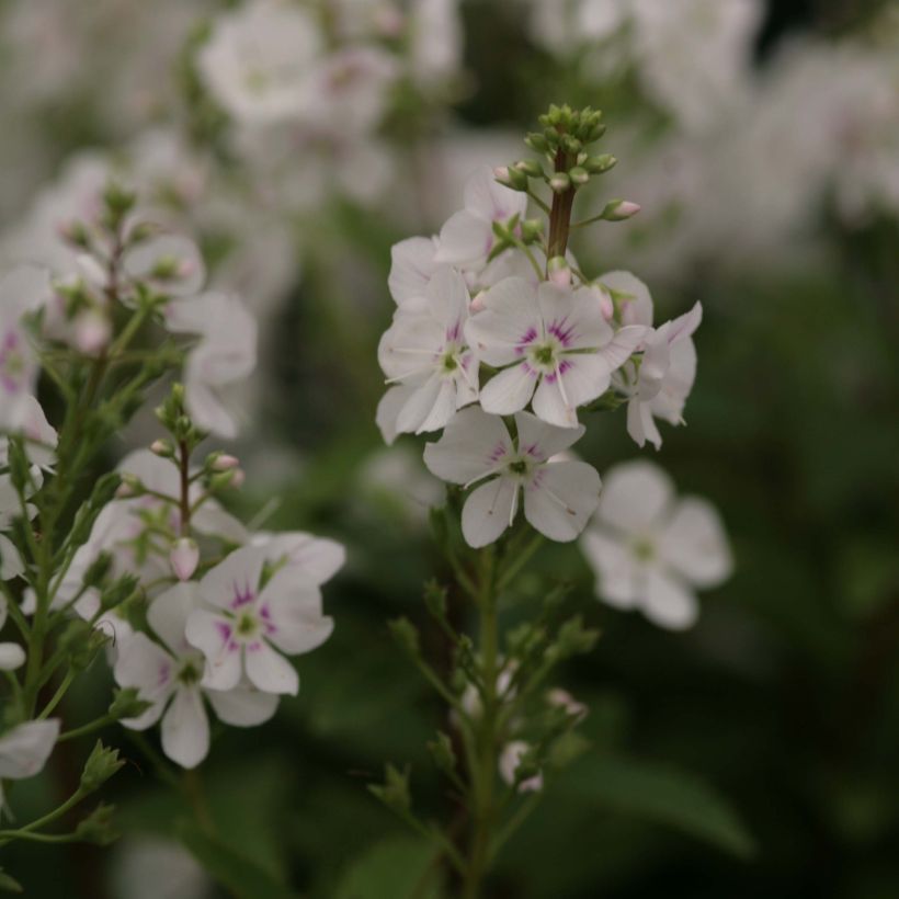 Parahebe catarractae Avalanche - véronique arbustive (Floraison)