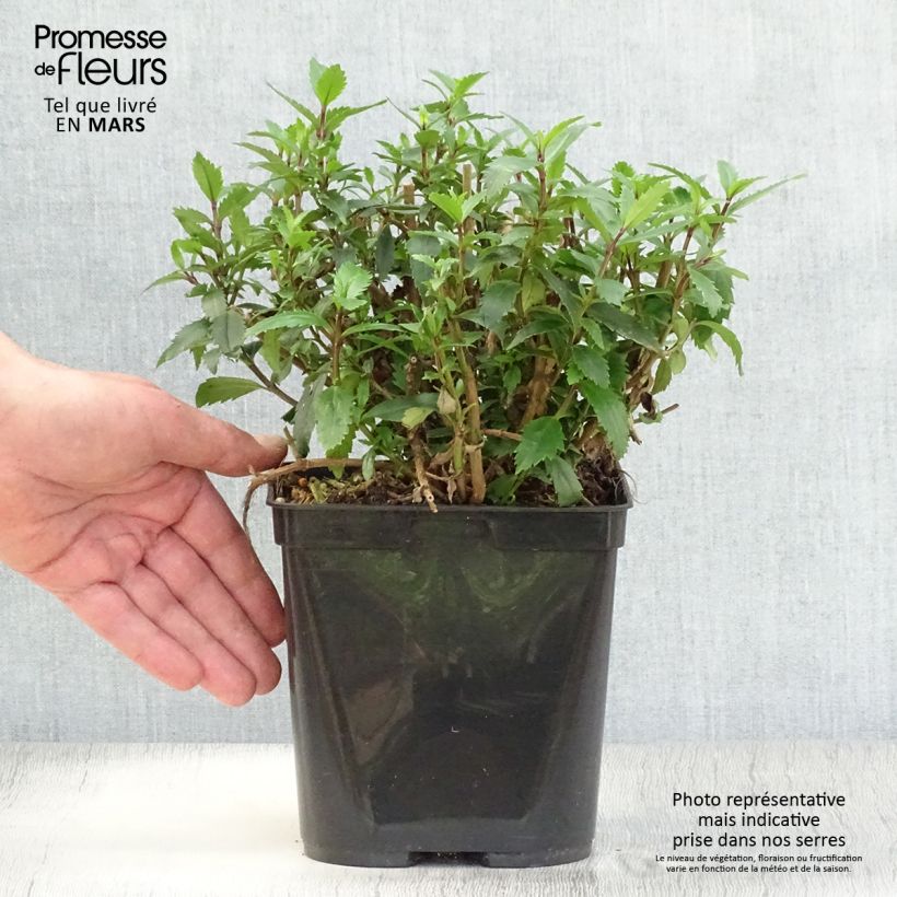 Spécimen de Parahebe catarractae Avalanche - véronique arbustive - Pot de 2L/3L tel que livré au printemps