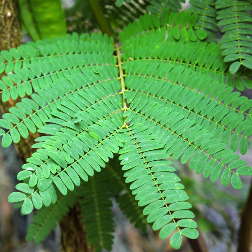 Paraserianthes lophantha - Acacia du Cap (Feuillage)