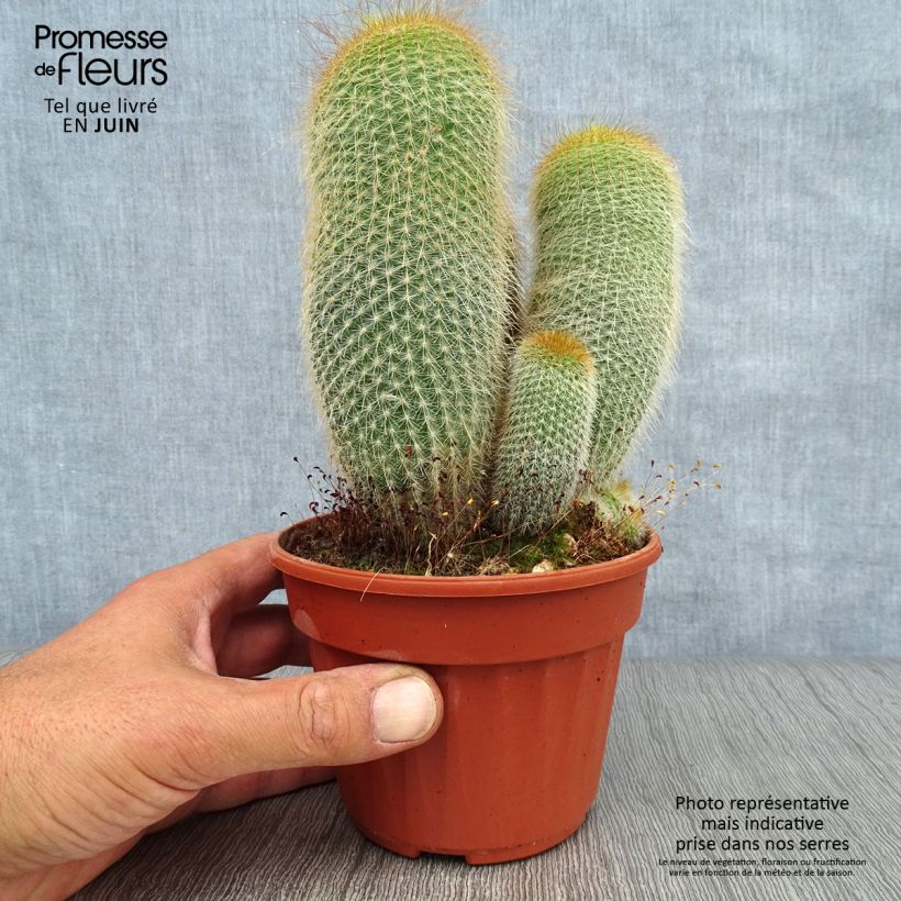 Spécimen de Parodia leninghausii - Notocactus leninghausii Pot de 12 cm / 13 cm tel que livré en été