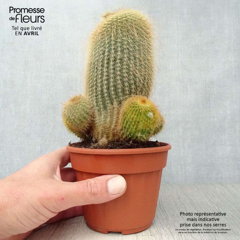 Spécimen de Parodia leninghausii - Notocactus leninghausii tel que livré au printemps