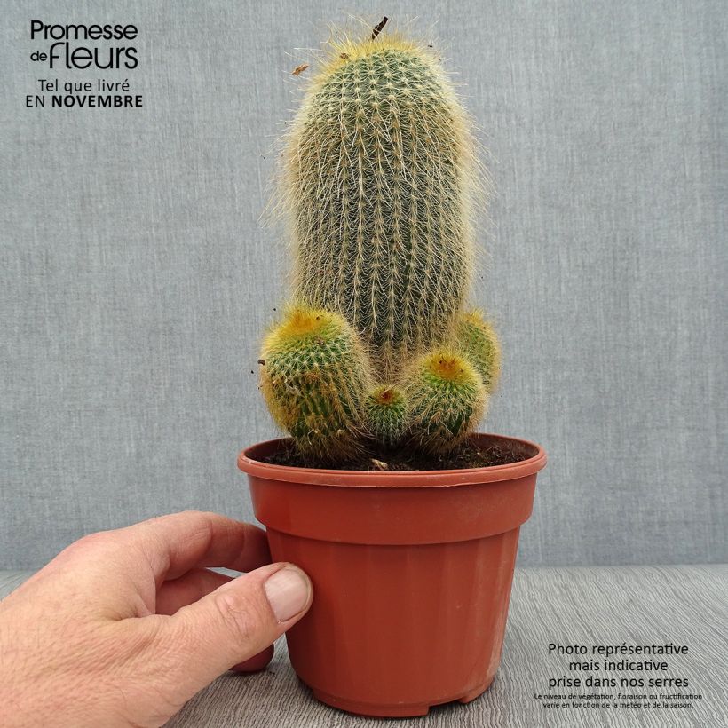 Spécimen de Parodia leninghausii - Notocactus leninghausii Pot de 12 cm / 13 cm tel que livré en automne