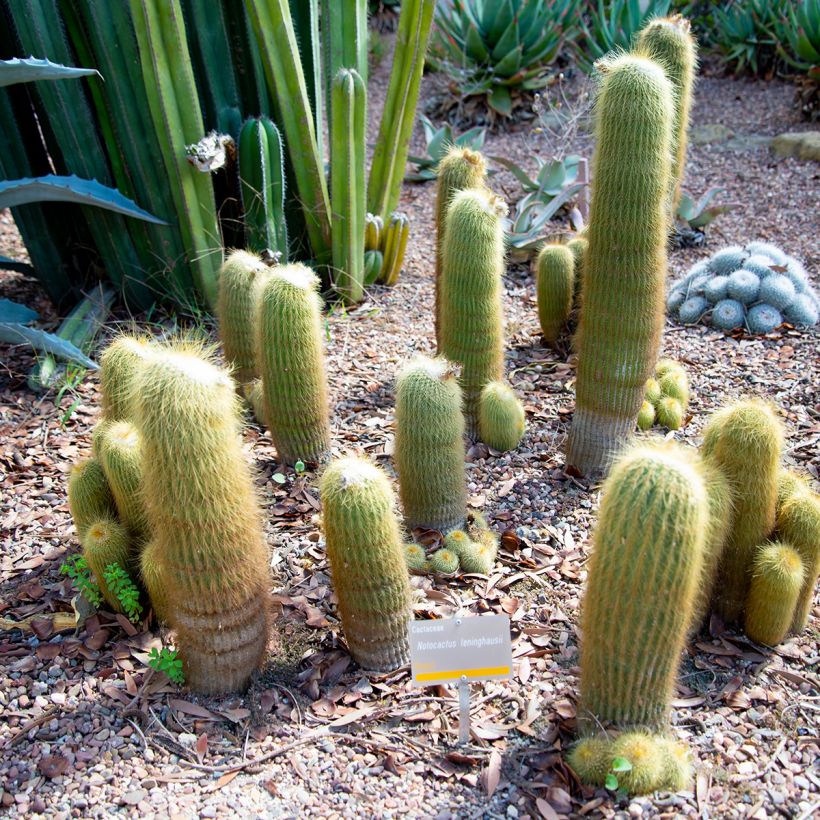 Parodia leninghausii - Notocactus leninghausii (Port)