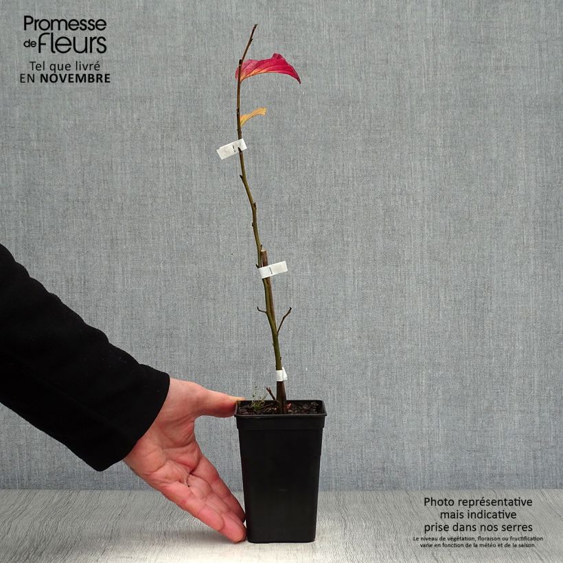 Spécimen de Parrotia persica Bella - Arbre de fer tel que livré en automne