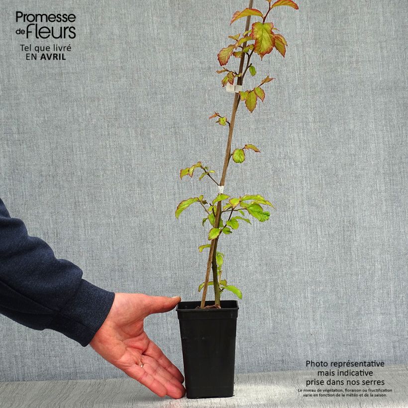 Spécimen de Parrotia persica Bella - Arbre de fer tel que livré au printemps