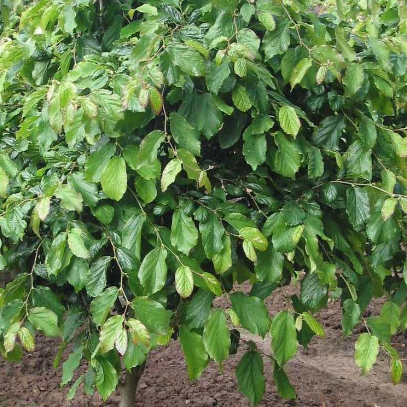 Parrotia persica Persian Spire - Arbre de fer (Feuillage)