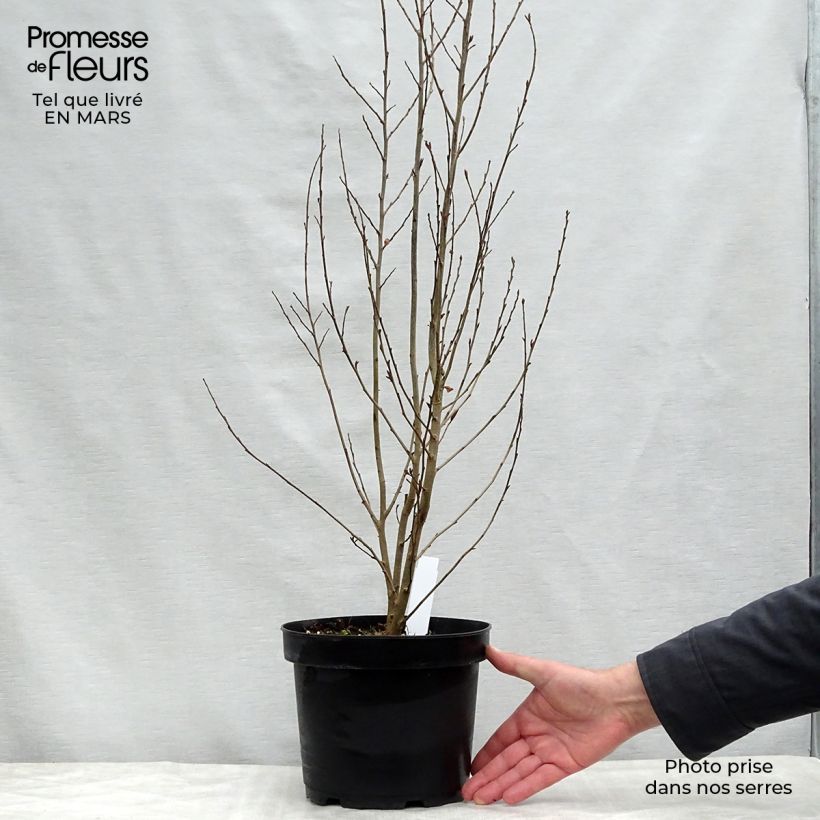 Spécimen de Parrotia persica Persian Spire - Arbre de fer tel que livré au printemps