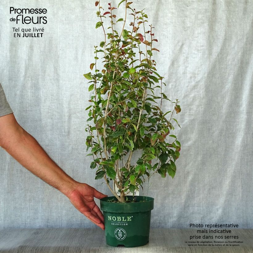 Spécimen de Parrotia persica Persian Spire - Arbre de fer Pot de 3L/4L tel que livré en été