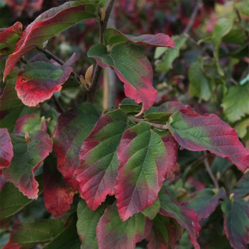 Parrotia persica Vanessa - Arbre de fer (Feuillage)