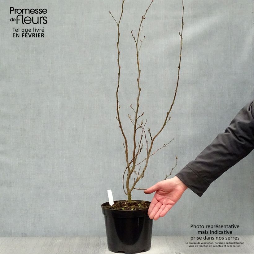Spécimen de Parrotia persica Vanessa - Arbre de fer tel que livré en hiver
