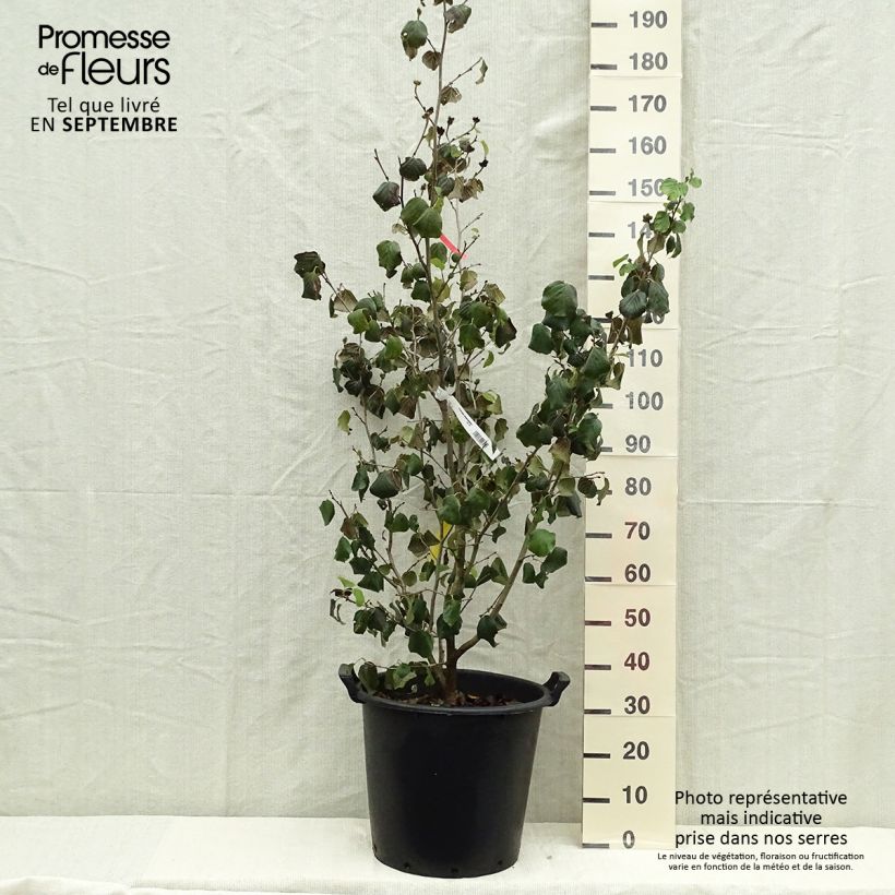 Spécimen de Parrotiopsis jacquemontiana - Parrotie de Jacquemont  tel que livré en automne