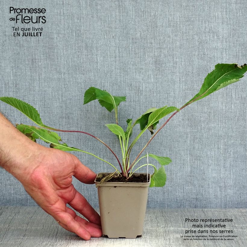 Spécimen de Parthenium integrifolium - Quinine sauvage Godet de 8/9 cm tel que livré en été