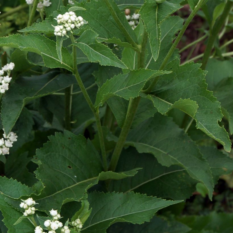 Parthenium integrifolium - Quinine sauvage (Feuillage)