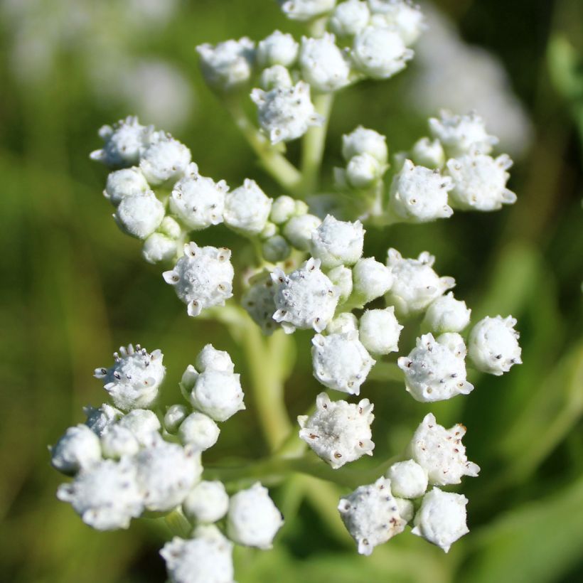 Parthenium integrifolium - Quinine sauvage (Floraison)