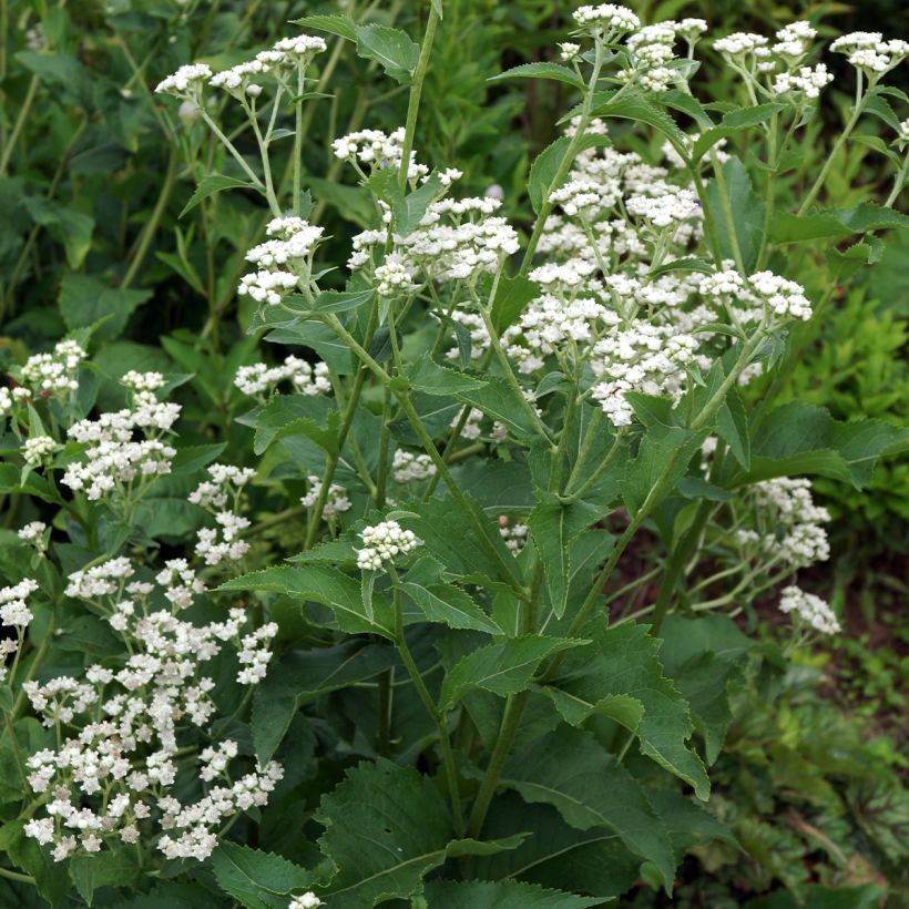 Parthenium integrifolium - Quinine sauvage (Port)