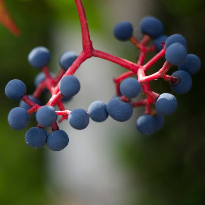 Vigne vierge - Parthenocissus quinquefolia Murorum (Récolte)
