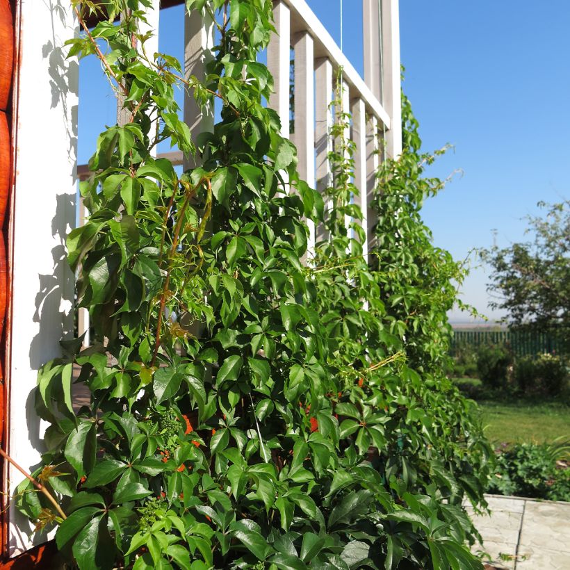 Vigne vierge - Parthenocissus quinquefolia Murorum (Port)