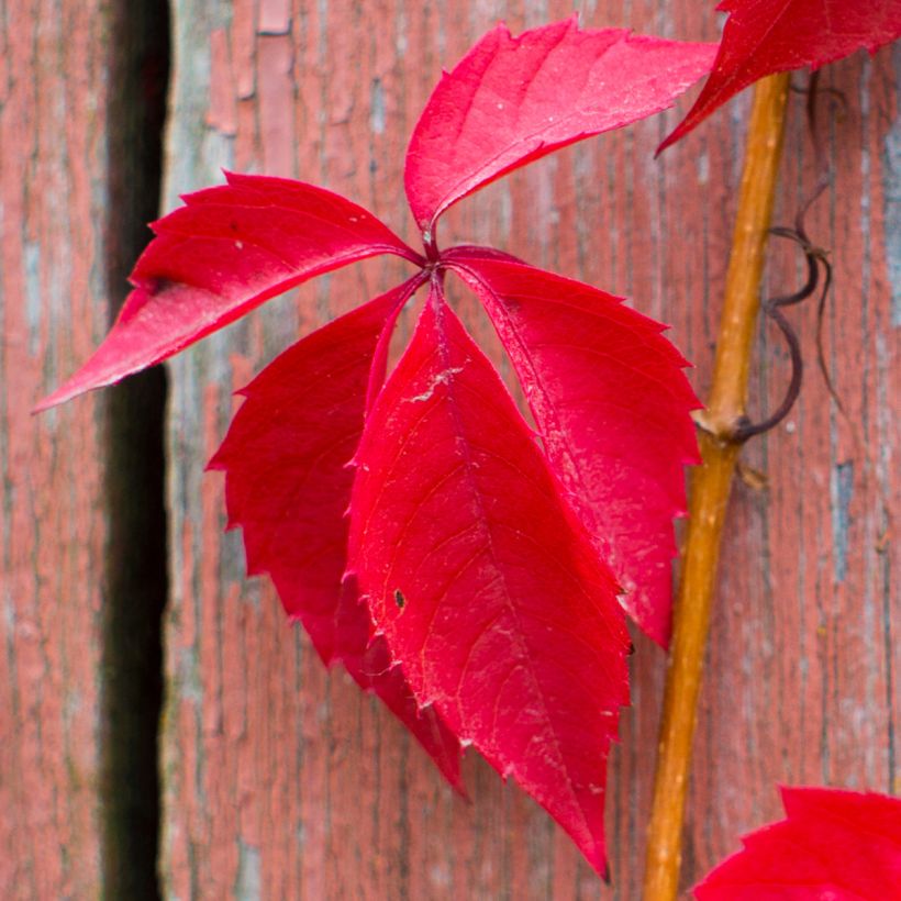 Vigne vierge - Parthenocissus quinquefolia Red Wall (Feuillage)