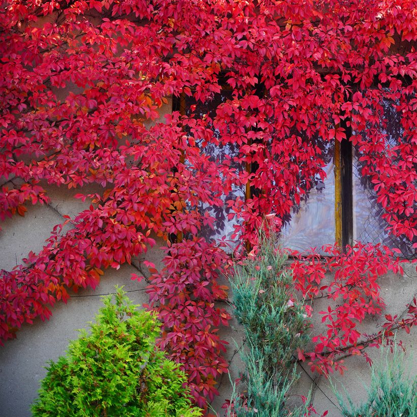 Vigne vierge - Parthenocissus quinquefolia Red Wall (Port)