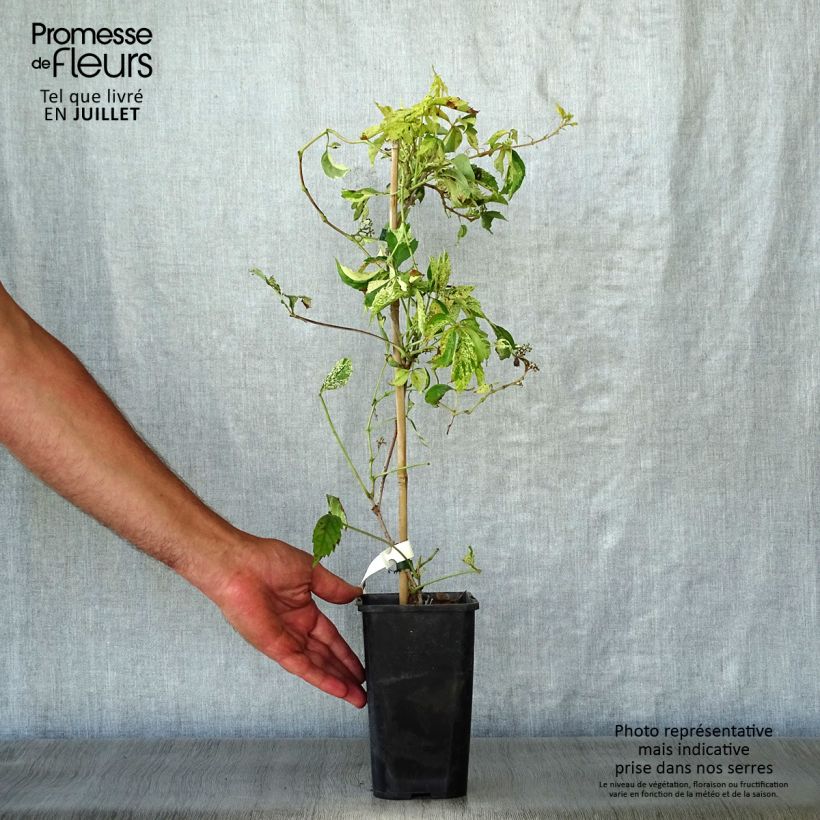 Spécimen de Parthenocissus quinquefolia Star Shower - Vigne vierge panachée Pot de 1,5L/2L tel que livré en été