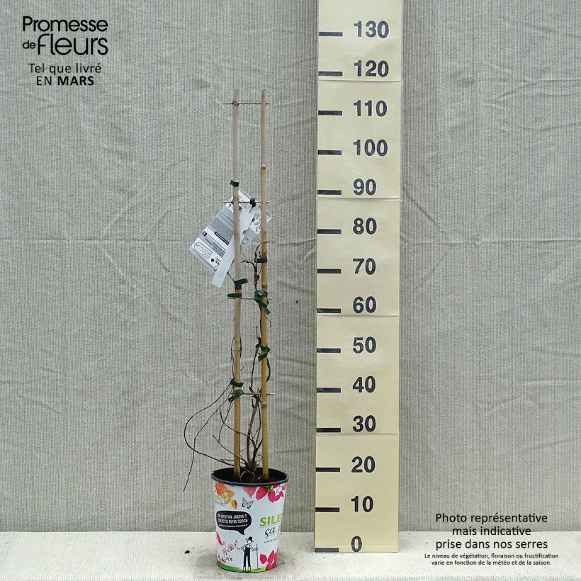 Spécimen de Vigne vierge - Parthenocissus tricuspidata atropurpurea Pot de 2/3L tel que livré au printemps