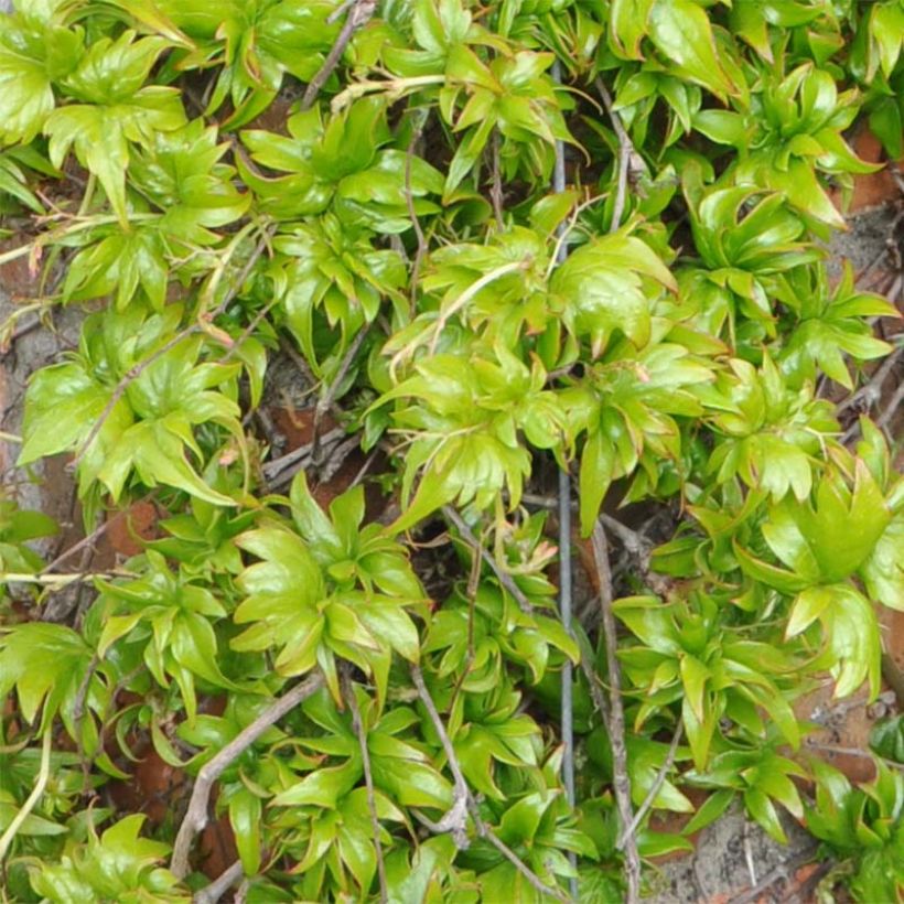 Vigne vierge - Parthenocissus tricuspidata Lowii (Feuillage)