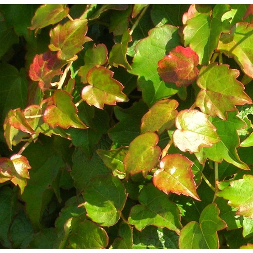 Vigne vierge - Parthenocissus tricuspidata Minutifolia (Feuillage)