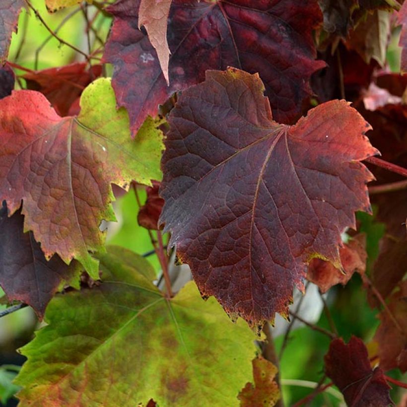 Vigne vierge - Parthenocissus tricuspidata atropurpurea (Feuillage)