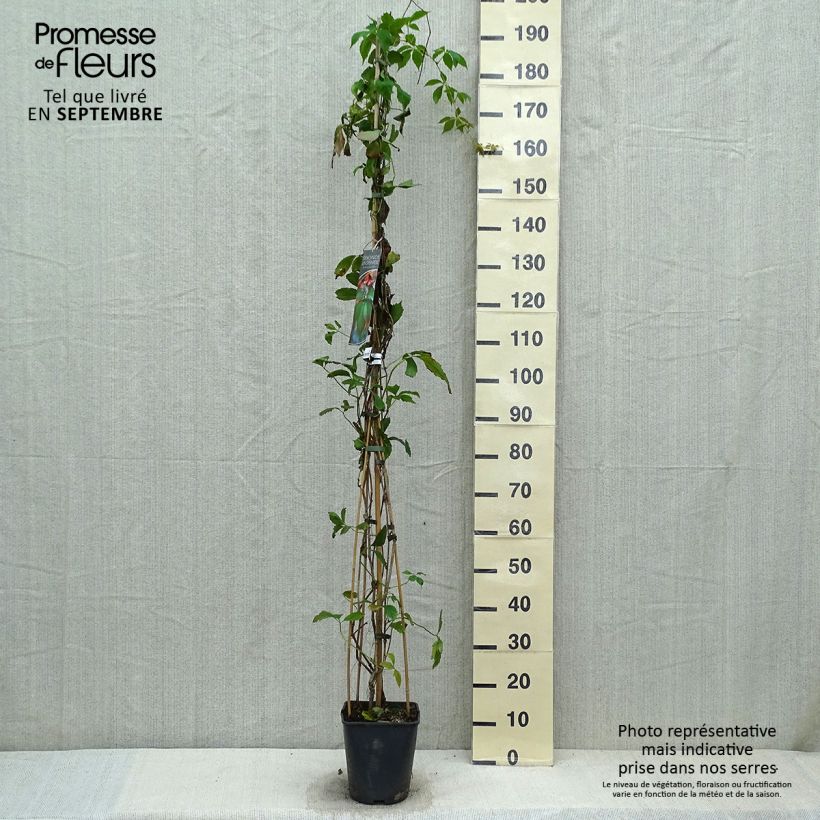 Spécimen de Vigne vierge commune - Parthenocissus viteacea (inserta) Pot de 4L/5L tel que livré en automne
