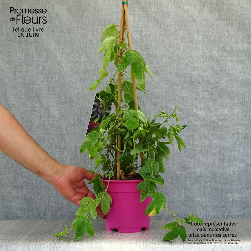 Spécimen de Passiflora allardii - Fleur de la Passion Pot de 2L/3L tel que livré en été