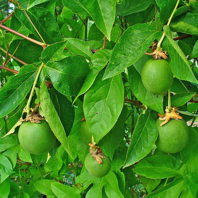 Passiflora incarnata - Passiflore officinale (Feuillage)