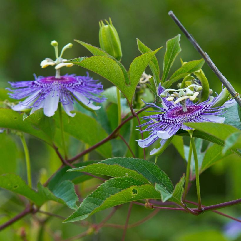 Passiflora incarnata - Passiflore officinale (Floraison)