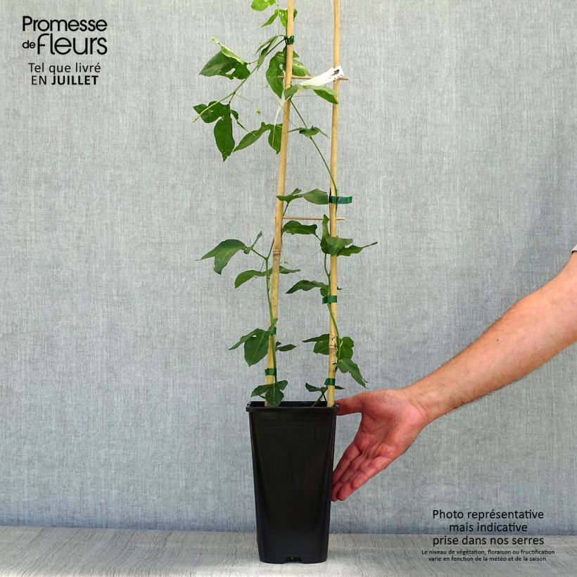 Spécimen de Passiflore Eia popeia - Passiflora (x) incarnata Pot de 3L tel que livré en été