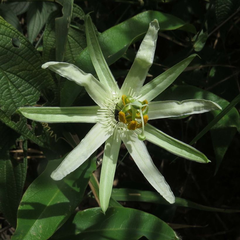 Passiflora mucronata - Fleur de la Passion (Floraison)