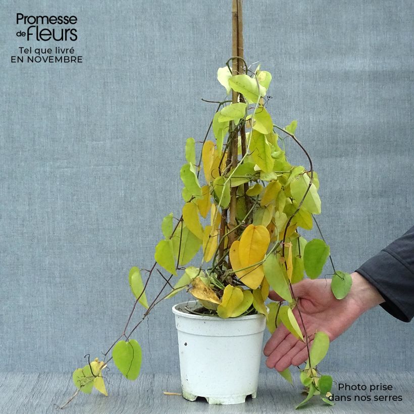 Spécimen de Passiflora mucronata - Fleur de la Passion Pot de 2L/3L tel que livré en automne