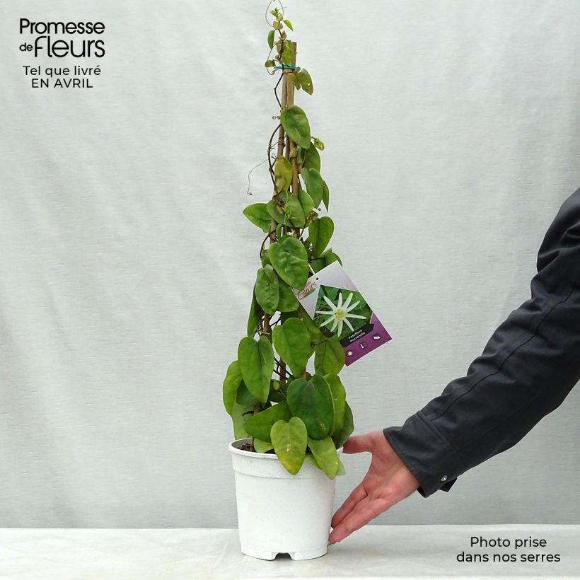 Spécimen de Passiflora mucronata - Fleur de la Passion Pot de 2L/3L tel que livré au printemps