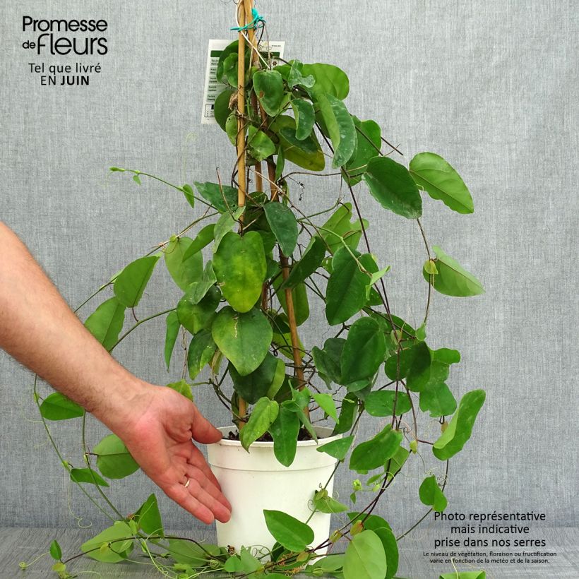 Spécimen de Passiflora mucronata - Fleur de la Passion Pot de 2L/3L tel que livré en été