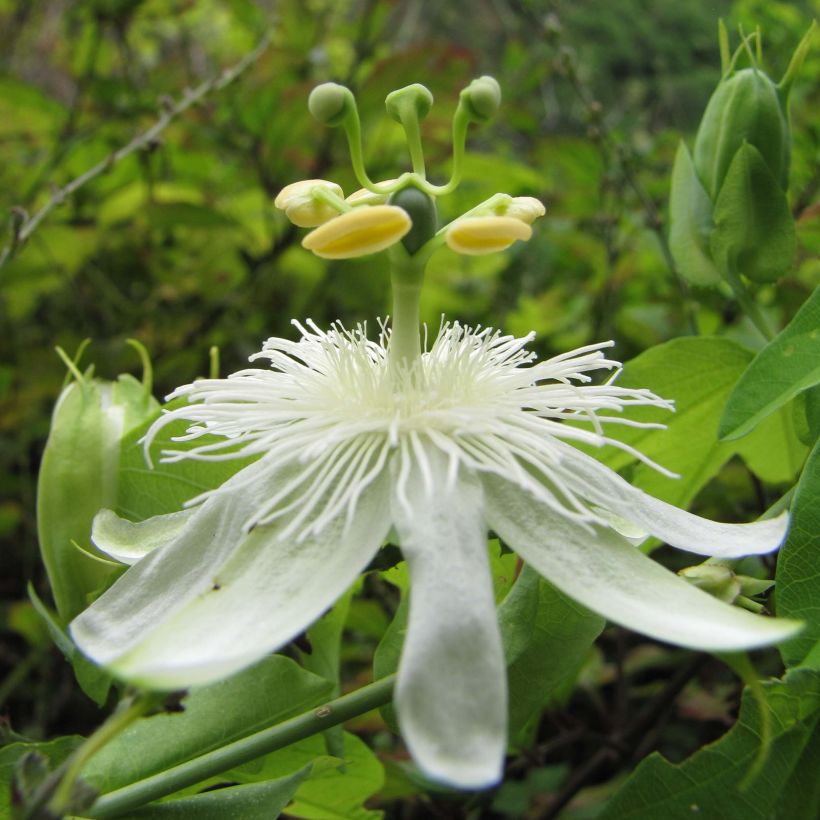 Passiflora subpeltata - Fleur de la Passion (Floraison)