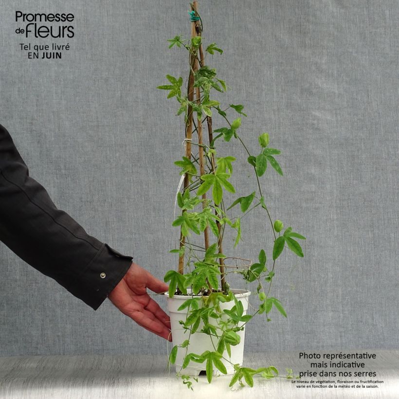 Spécimen de Passiflora subpeltata - Fleur de la Passion Pot de 2L/3L tel que livré en été