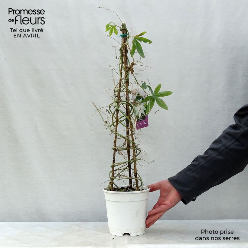 Spécimen de Passiflora subpeltata - Fleur de la Passion tel que livré au printemps