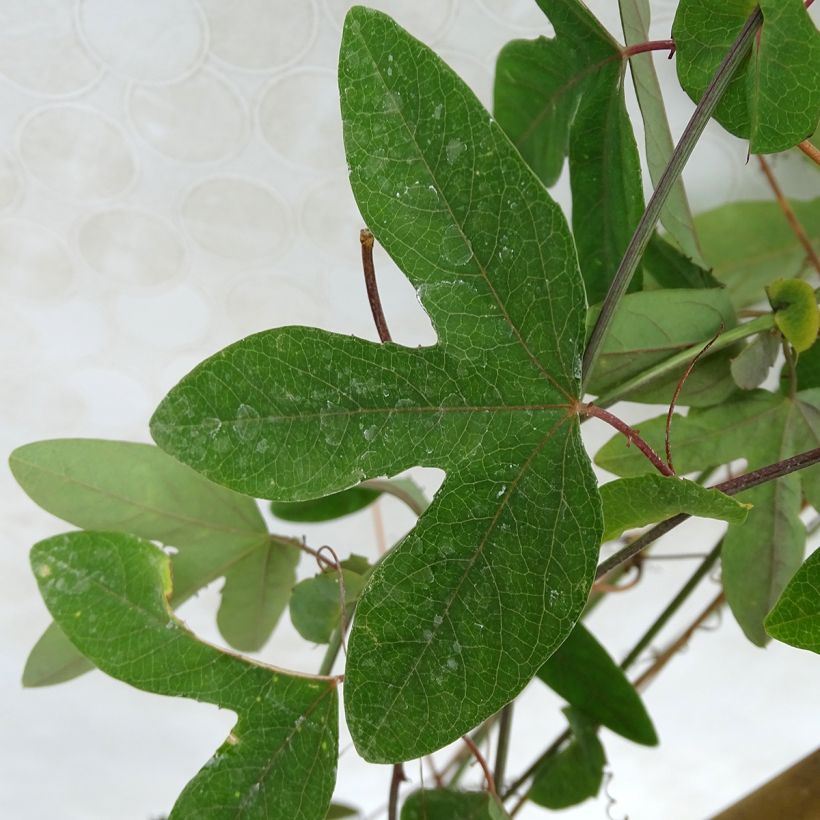 Passiflora vitifolia - Passiflore à feuilles de vigne (Feuillage)