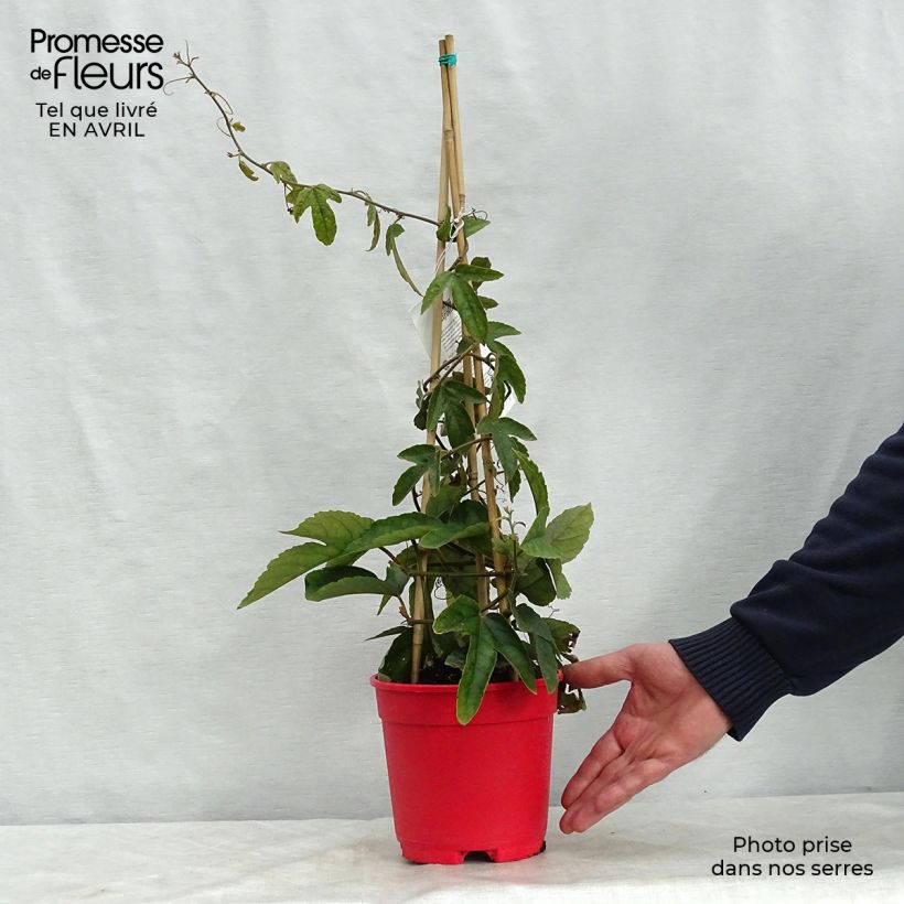 Spécimen de Passiflora vitifolia - Passiflore à feuilles de vigne tel que livré au printemps