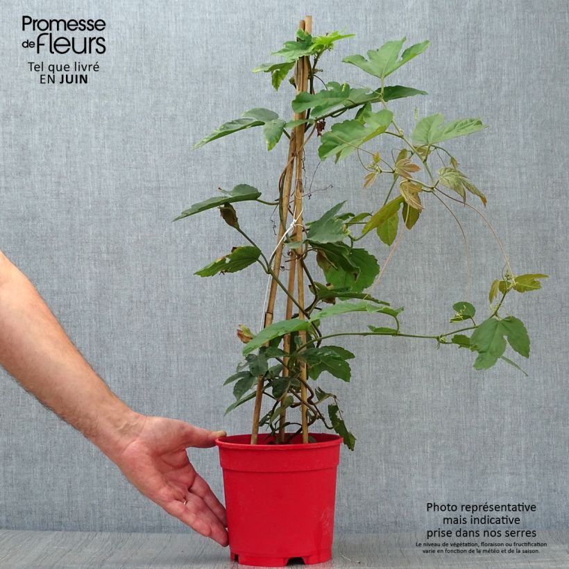 Spécimen de Passiflora vitifolia - Passiflore à feuilles de vigne Pot de 2L/3L tel que livré en été