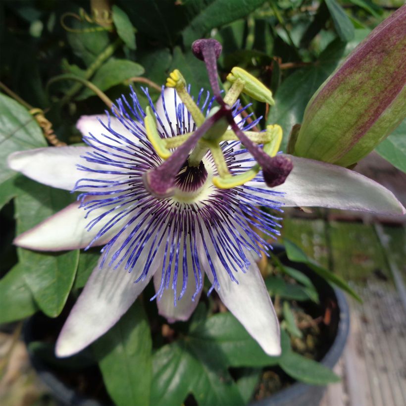 Passiflore Amethyst Blanche - Fleur de la Passion (Floraison)