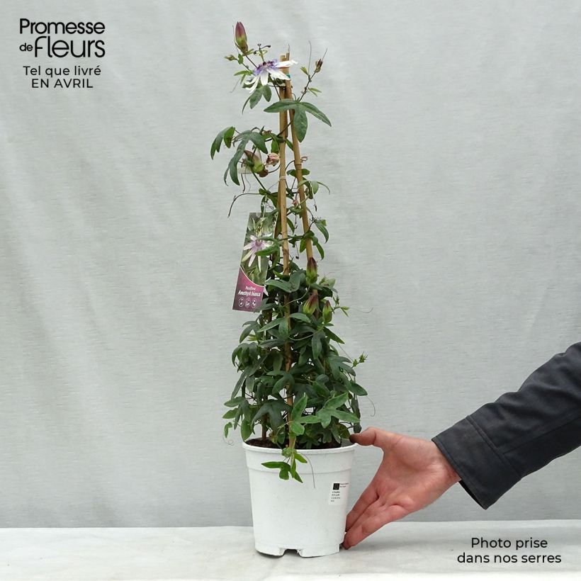 Spécimen de Passiflore Amethyst Blanche - Fleur de la Passion Pot de 2L/3L tel que livré au printemps