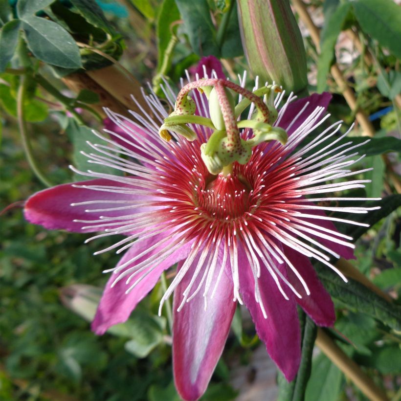 Passiflore Anastasia - Fleur de la Passion (Floraison)