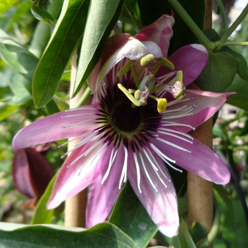 Passiflore caerulea x racemosa - Fleur de la Passion (Floraison)